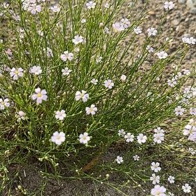 Photo of the plant species Scotch Moss by @Shohreh named Walt on Greg, the plant care app