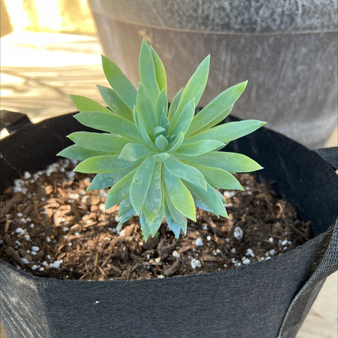 Chalk Dudleya plant in a black fabric pot with visible soil and slight yellowing on lower leaves.