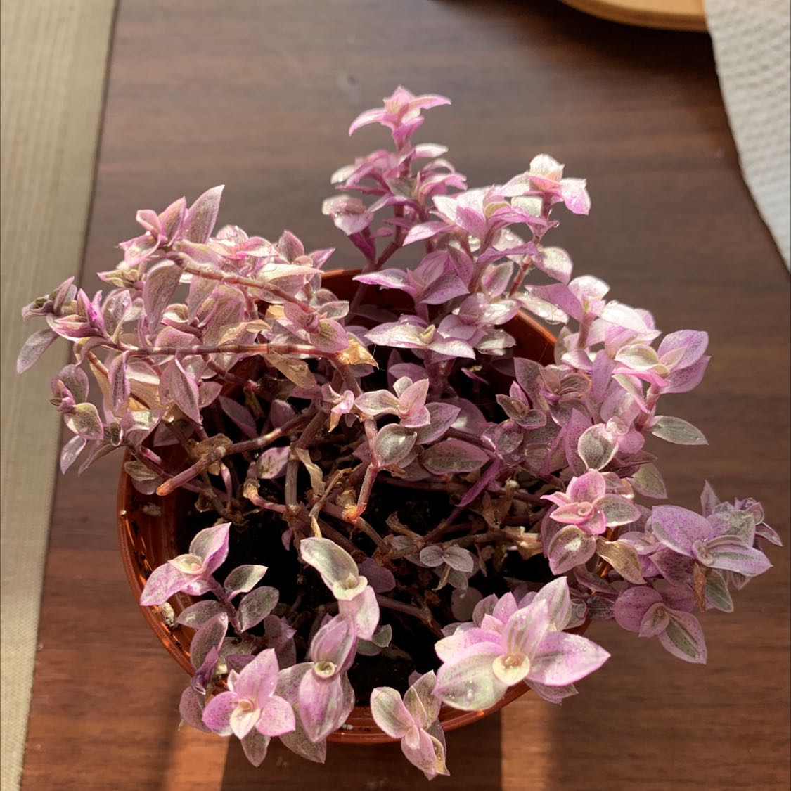 Peperomia Pink Lady plant in a small pot with vibrant pink and green leaves.