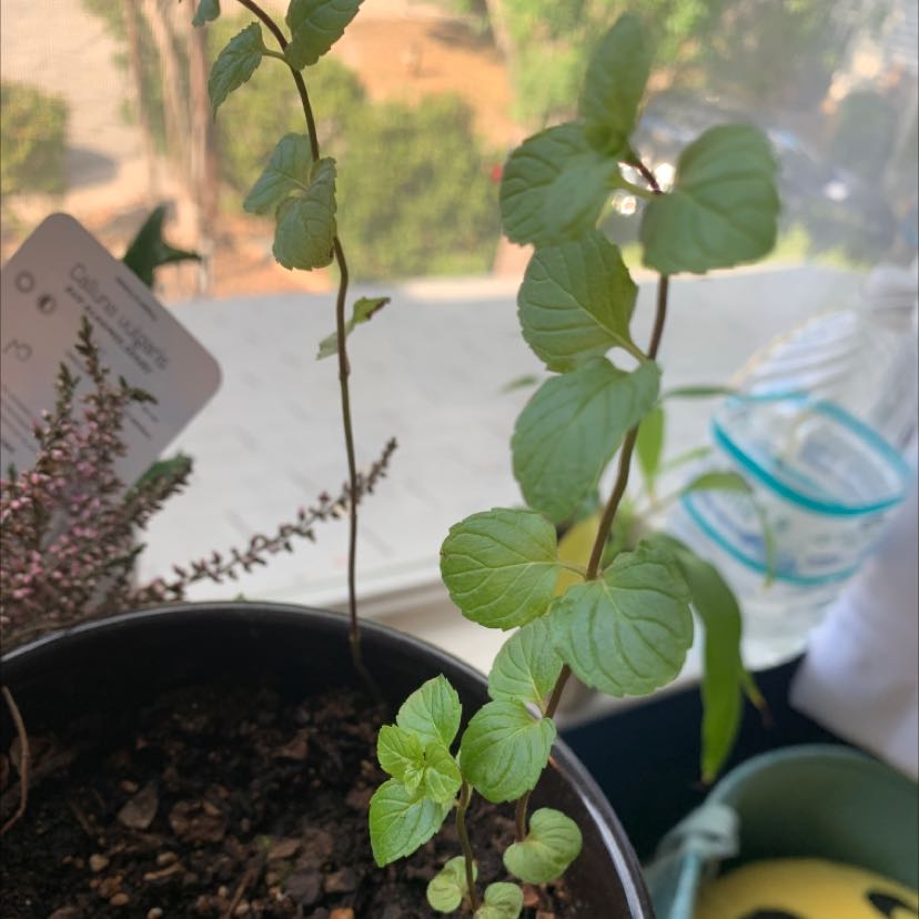 Potted Watermint plant with green leaves, visible soil, and no signs of disease.
