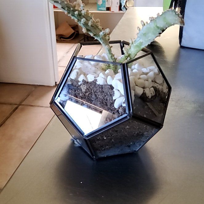 Photo of the plant species Opuntia monacantha f. monstrose by @FlashyKatsura named Coco on Greg, the plant care app