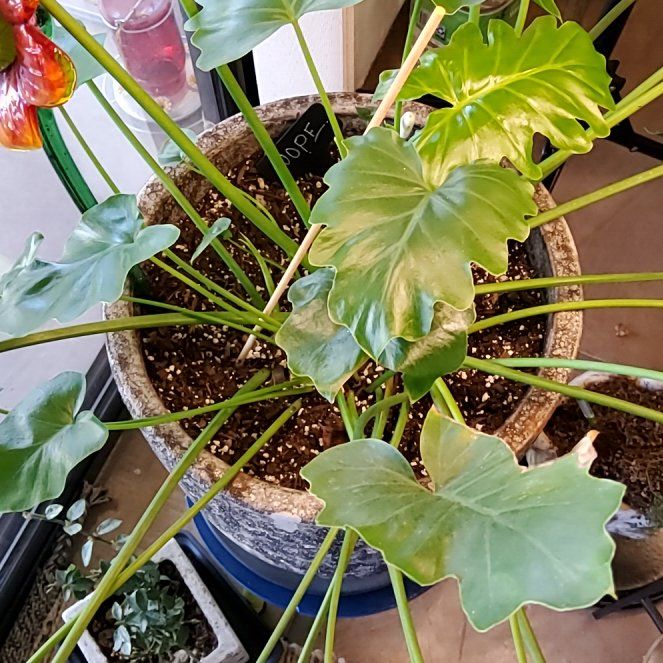 Photo of the plant species Philodendron subincisum by @FlashyKatsura named Drake on Greg, the plant care app