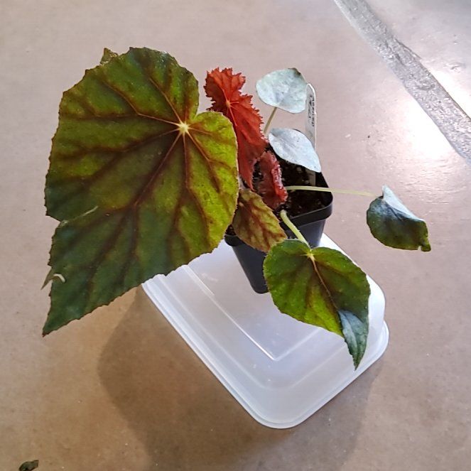 Photo of the plant species Begonia Jovian by @FlashyKatsura named Forrest on Greg, the plant care app