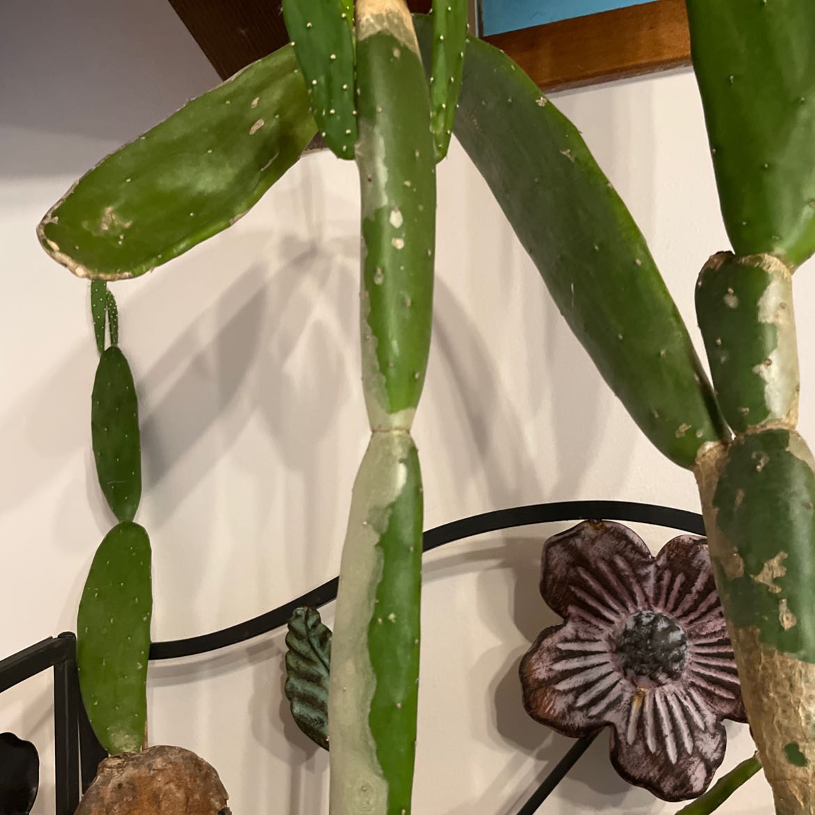 Cochineal Cactus with elongated, segmented stems and some discoloration.