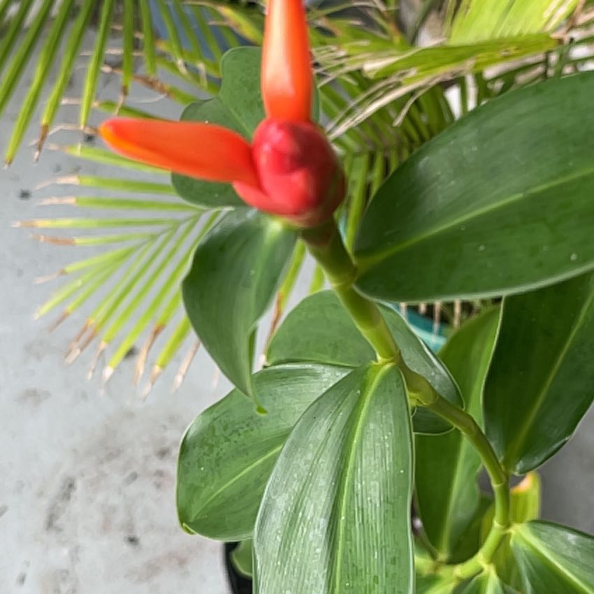 Photo of the plant species Red Palulu by @RahhelArm named Anne on Greg, the plant care app