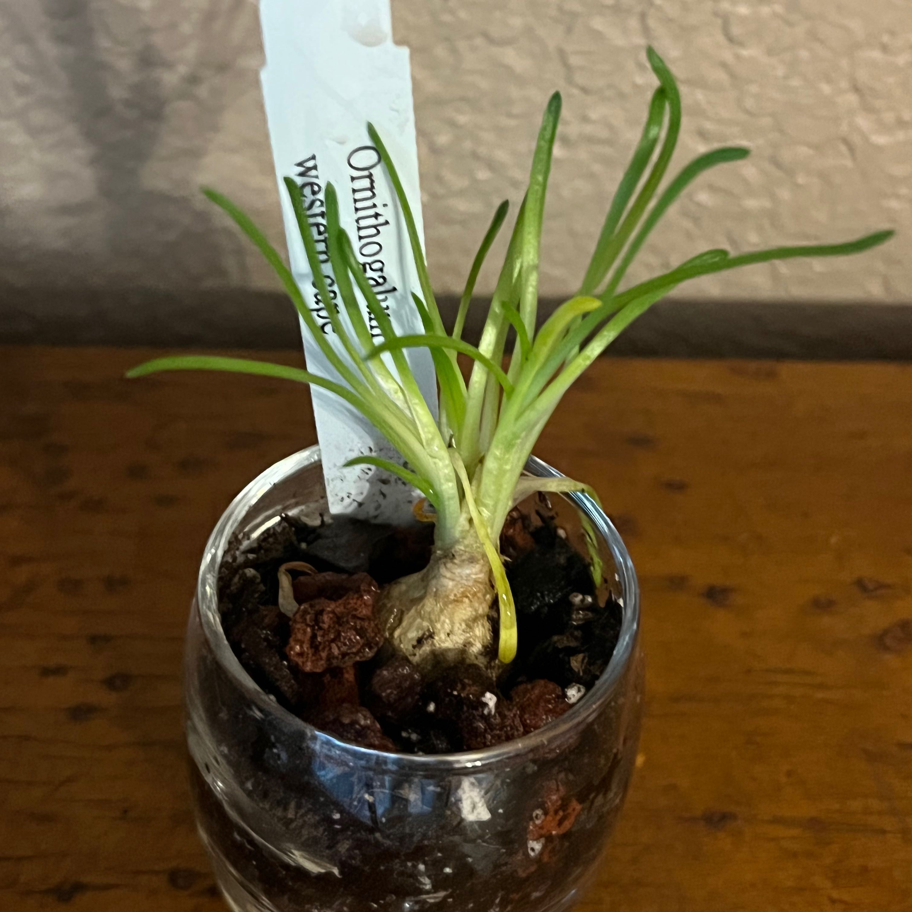 Photo of the plant species Ornithogalum sp. Western Cape by @TrueFrithia named Medusa on Greg, the plant care app