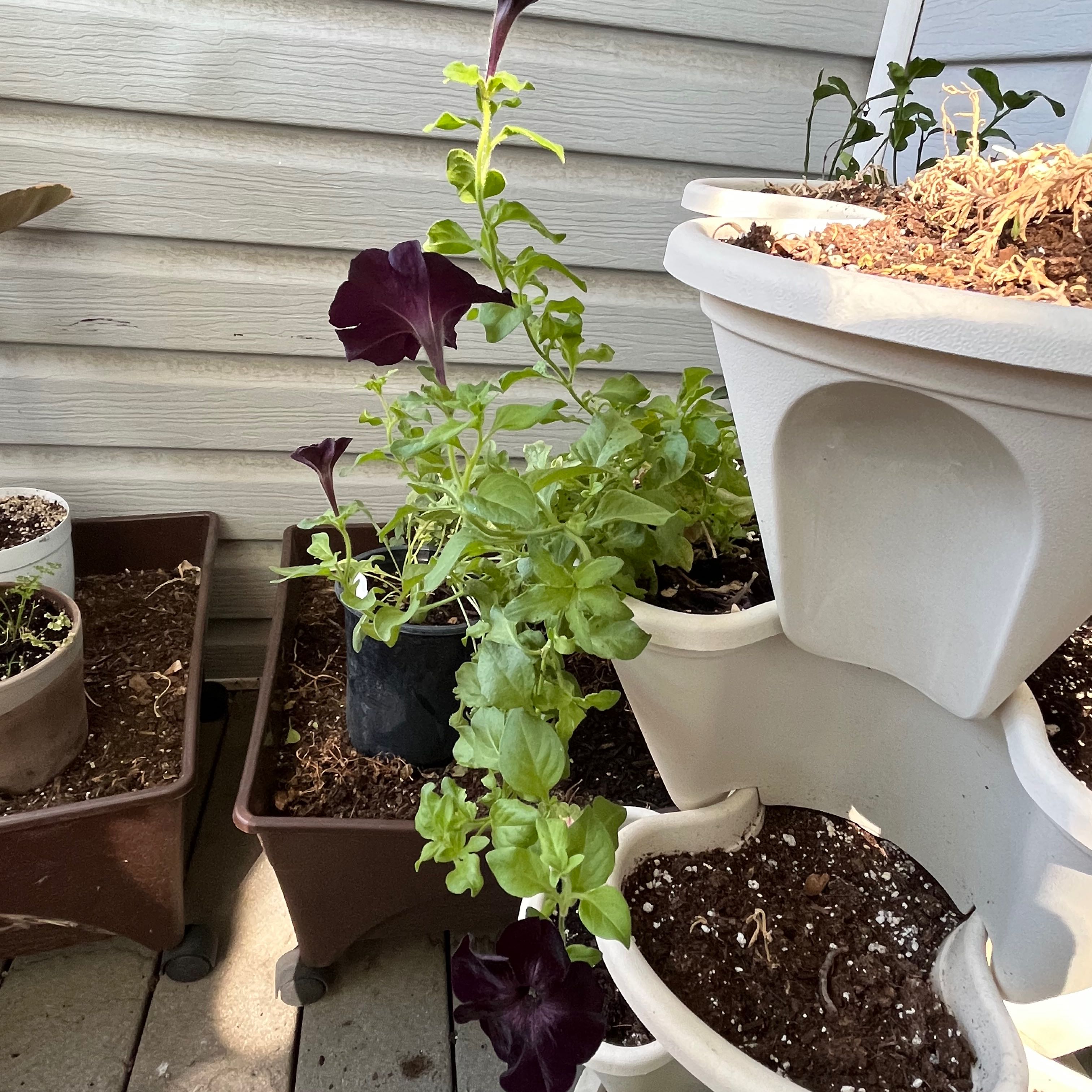 Photo of the plant species Sophistica® Blackberry Petunia by @TrueFrithia named Priscilla on Greg, the plant care app