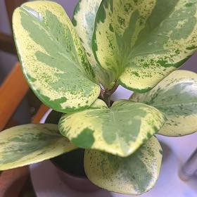 Photo of the plant species Golden Gate Peperomia by Lauren named Robert Plant on Greg, the plant care app