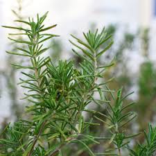 Photo of the plant species Rosemary by @EpitomeColeus named rosemary on Greg, the plant care app