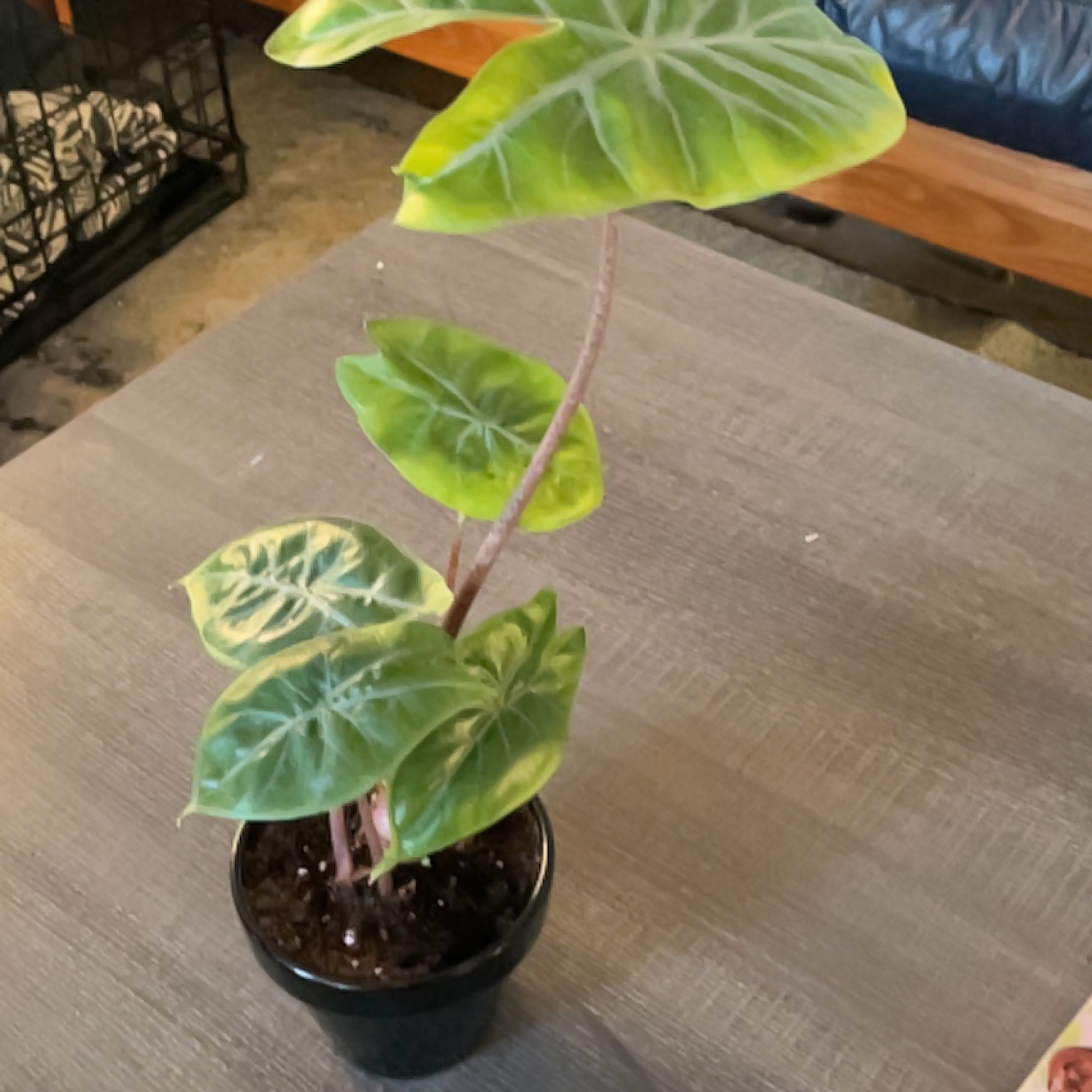 Photo of the plant species Elephant Ear 'Ivory Coast' by @Mosemi named Terk on Greg, the plant care app