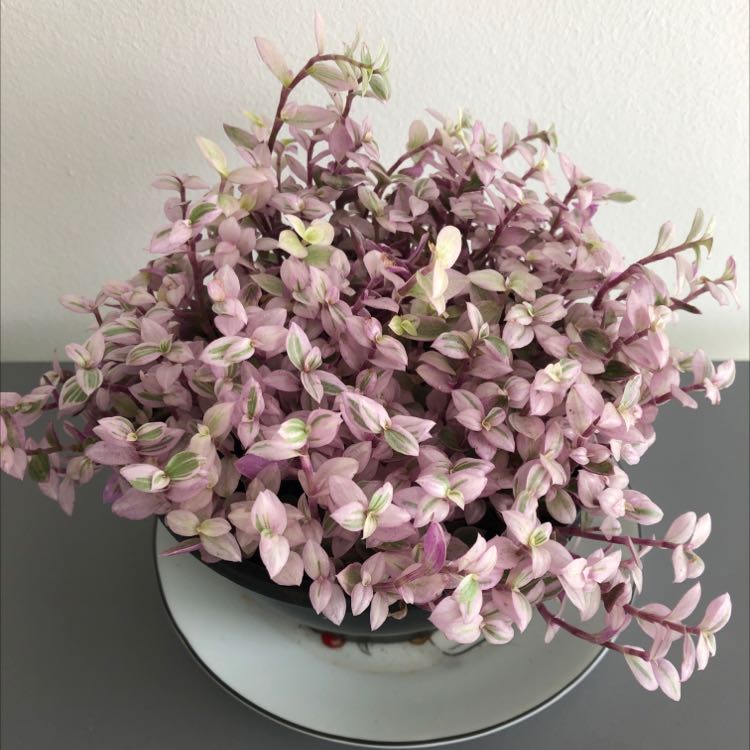 Photo of the plant species Creeping Inch Plant by @MovingCentaury named Tostao Rosa on Greg, the plant care app