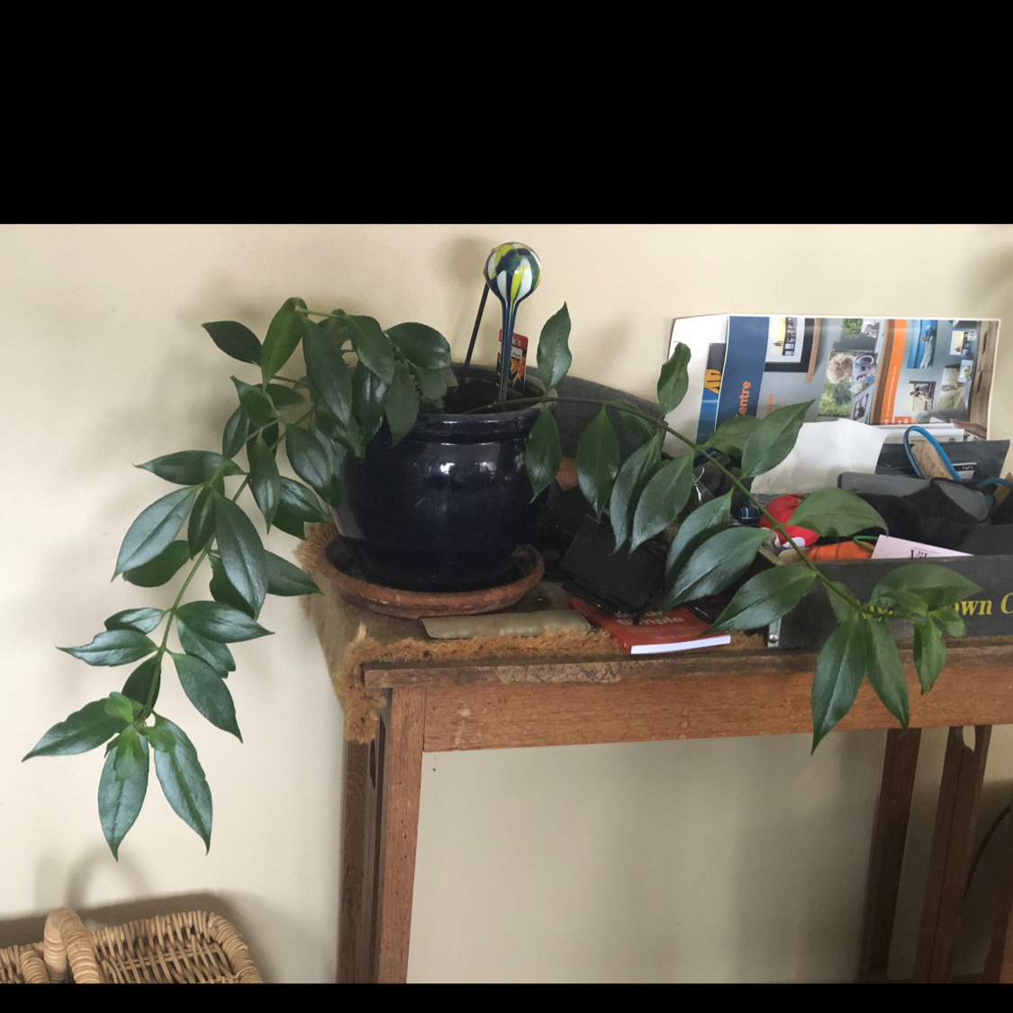 Photo of the plant species Orange Lipstick Plant by @queensgardens named Grow on an angle Daniel on Greg, the plant care app