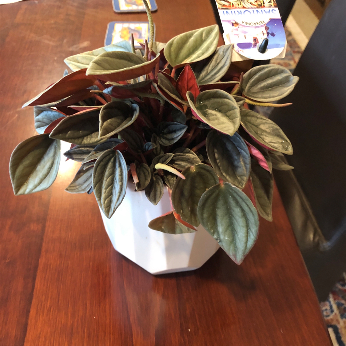 Plant care for pepperomia bellybuttons on Greg, the plant care app