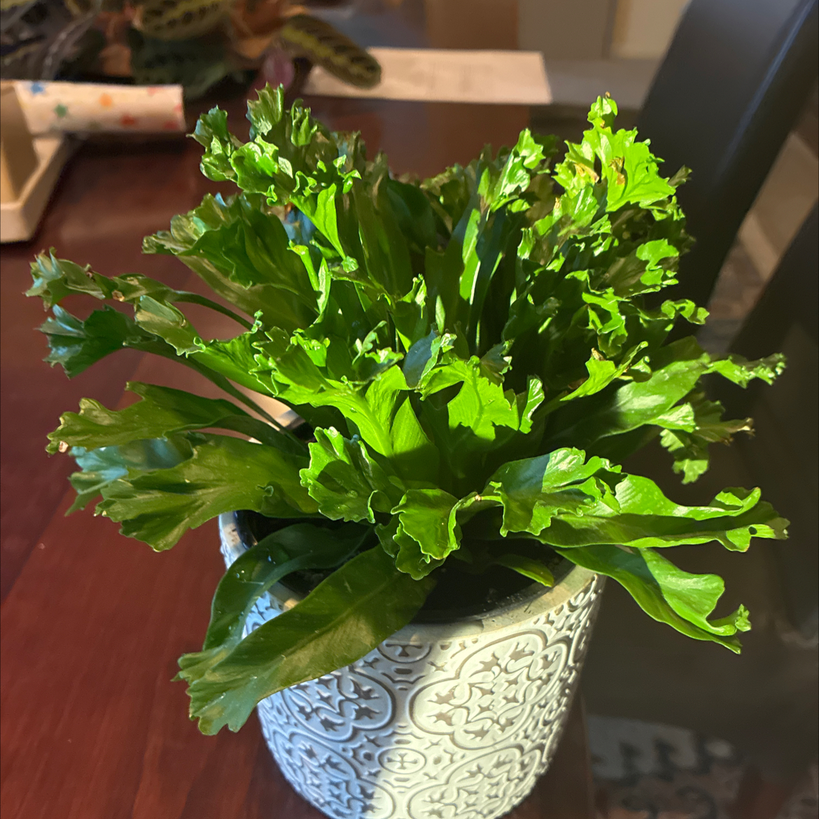 Photo of the plant species Japanese Bird's Nest Fern by @queensgardens named Yoko on Greg, the plant care app