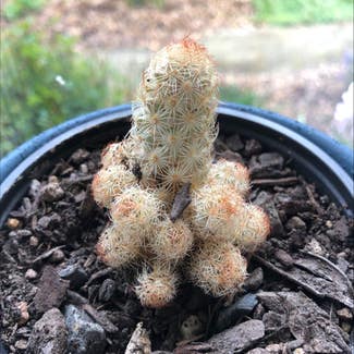 Lady Finger Cactus plant in Mosgiel, Otago