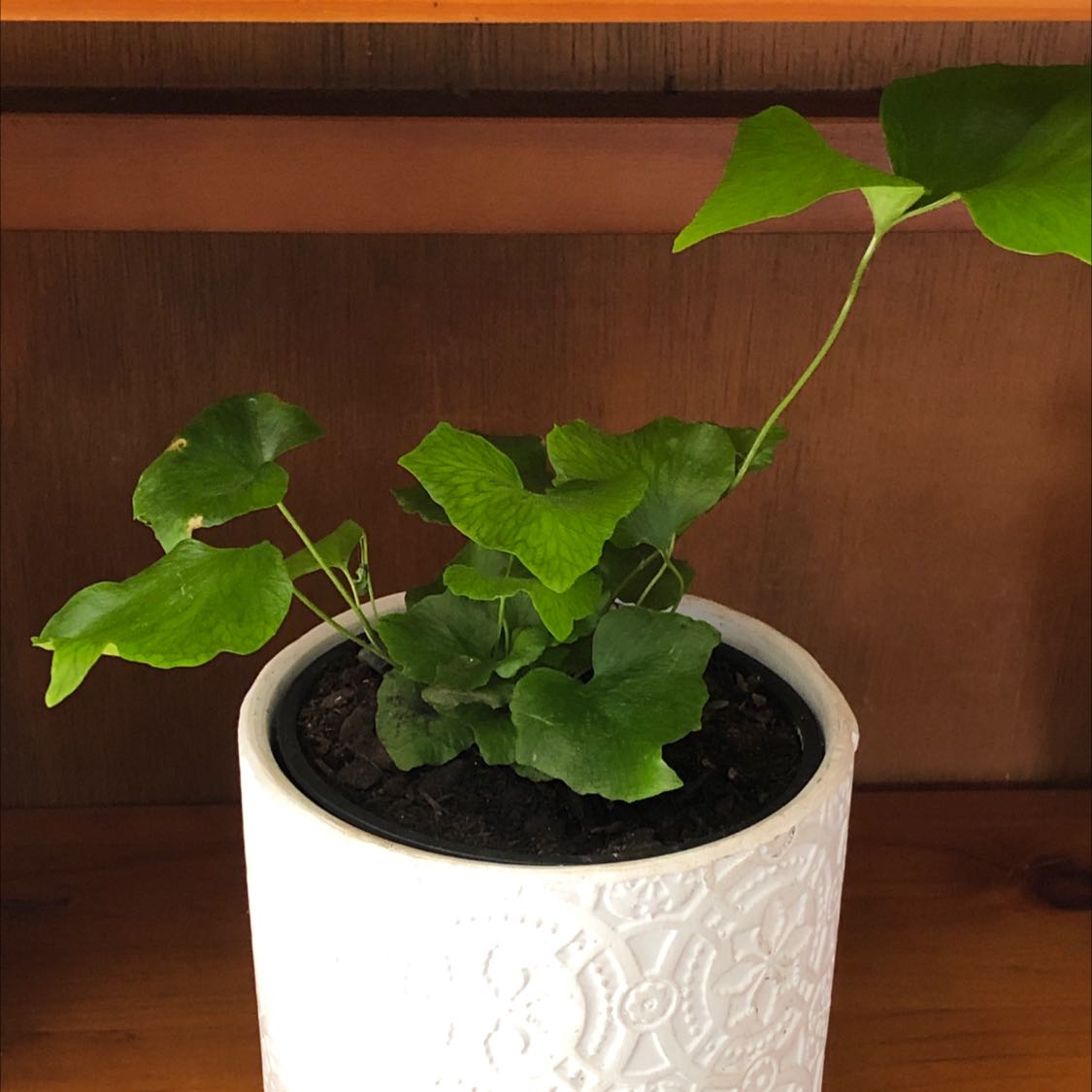 Photo of the plant species Cyrtomium falcatum by @queensgardens named Holly on Greg, the plant care app