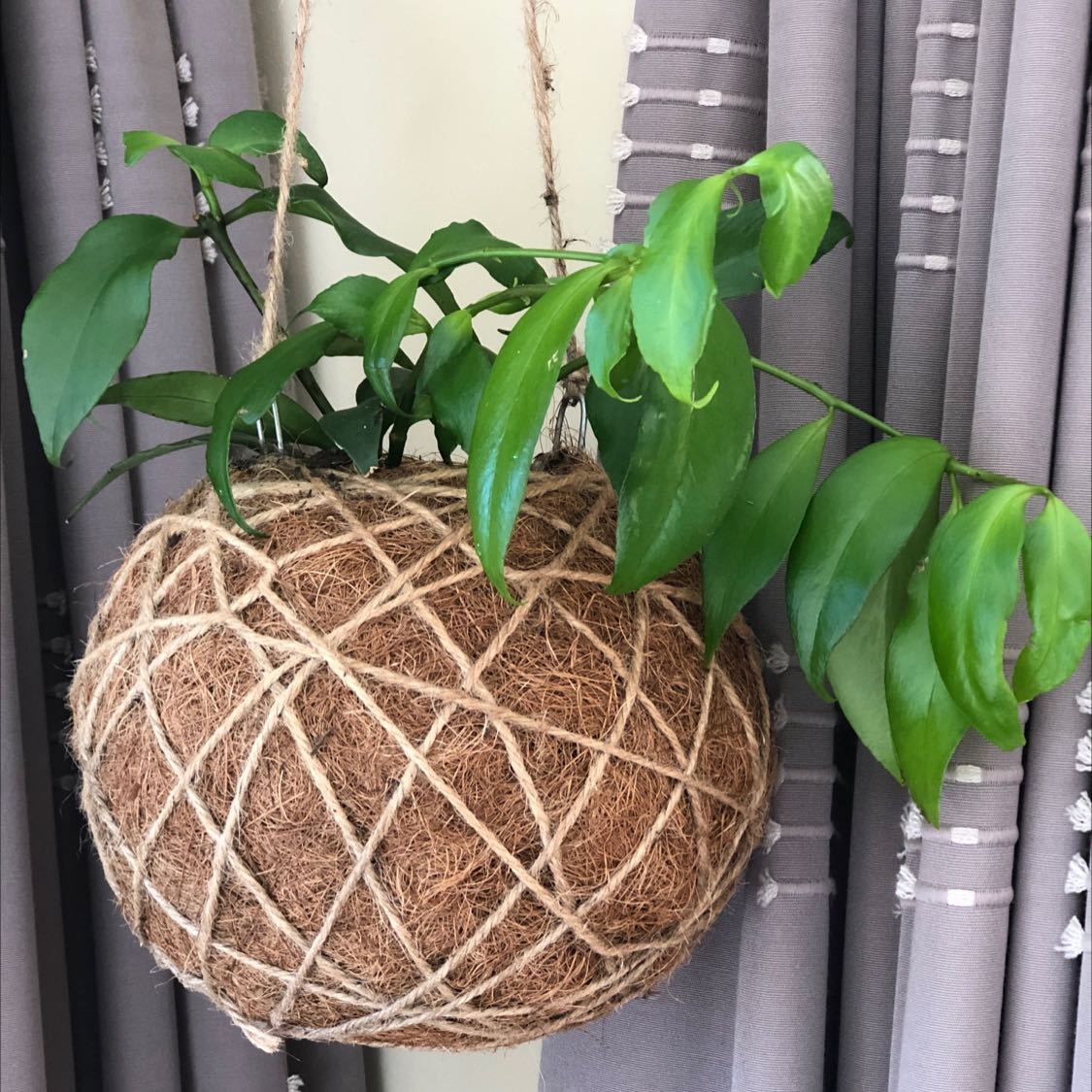 Photo of the plant species Orange Lipstick Plant by @queensgardens named Daniel’s cousin Koko Baniel on Greg, the plant care app