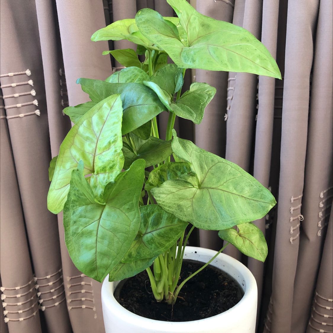 Syngonium 'Gold Allusion' plant in a white pot with vibrant green leaves.