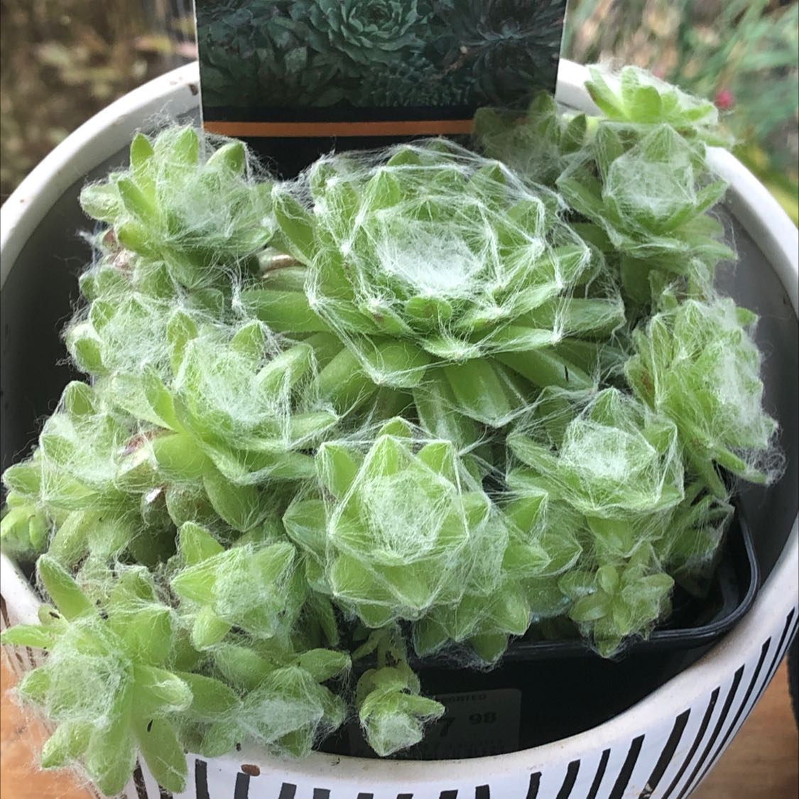 Photo of the plant species Cobweb Hens and Chicks by @queensgardens named Cobweb Clarence on Greg, the plant care app