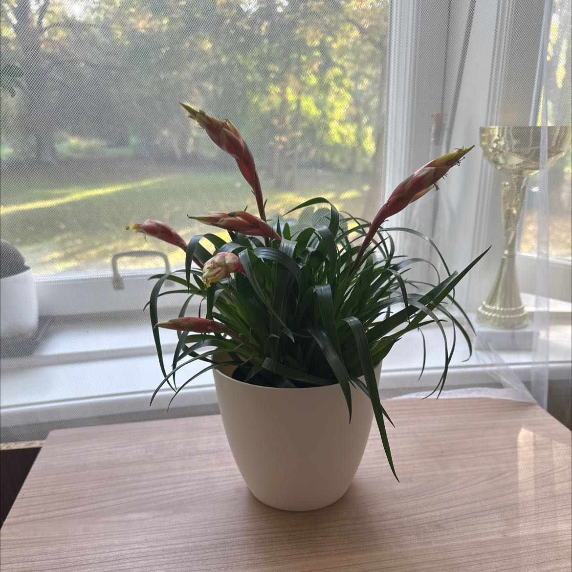 Photo of the plant species Flaming Sword by @UnwaveringBeans named Picky on Greg, the plant care app