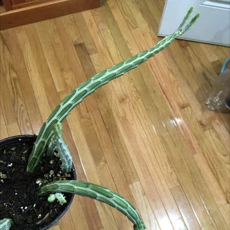 Photo of the plant species Gasteraloe Beguinii by @JuicyEarthball named Snake on Greg, the plant care app