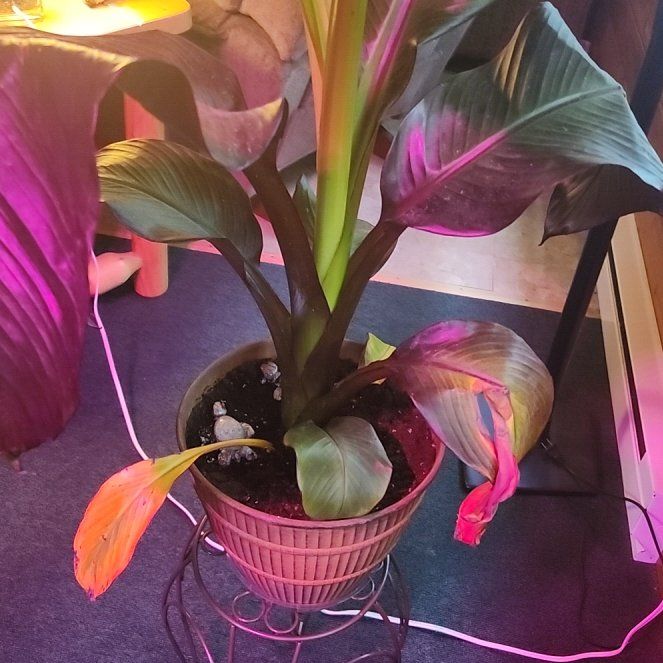 Photo of the plant species Ensete v Maurellii,Red banana by @BusyRedash named Navajo on Greg, the plant care app