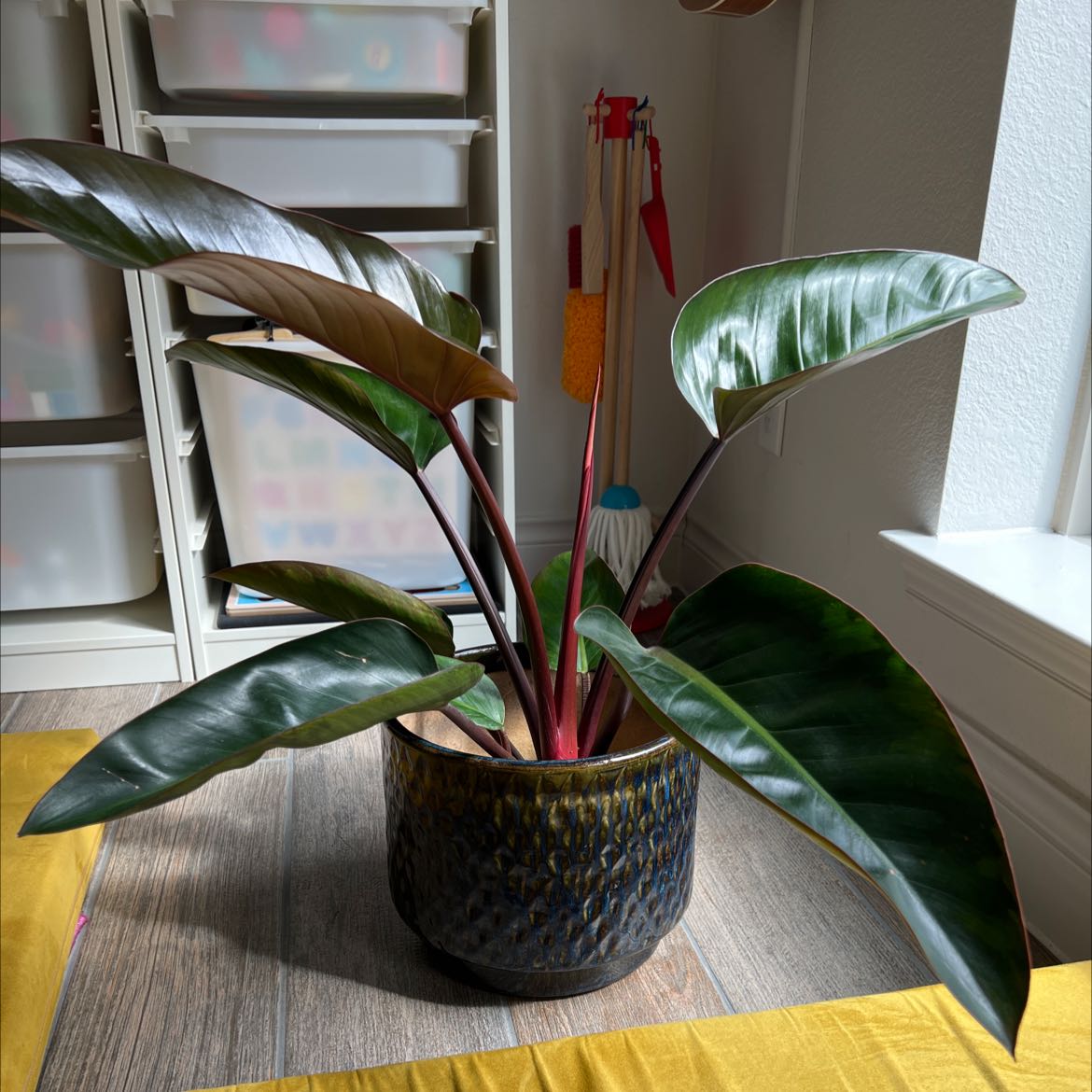 Photo of the plant species Philodendron 'Burgundy' by @PoetWinika named Link on Greg, the plant care app