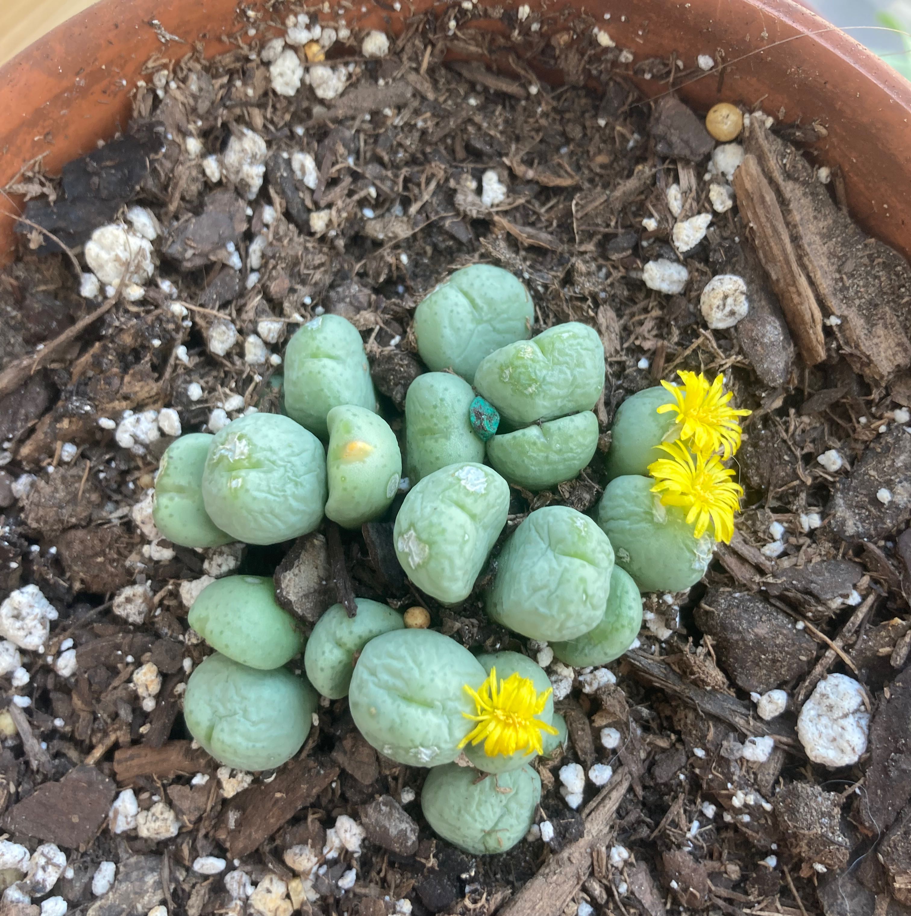 Photo of the plant species Bunny Ear Succulents by @GlowingNeem named Baby ButterButt on Greg, the plant care app