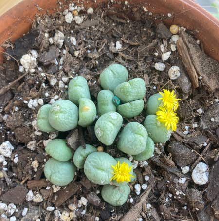 Photo of the plant species Bunny Ear Succulents by Glowingneem named Baby ButterButt on Greg, the plant care app