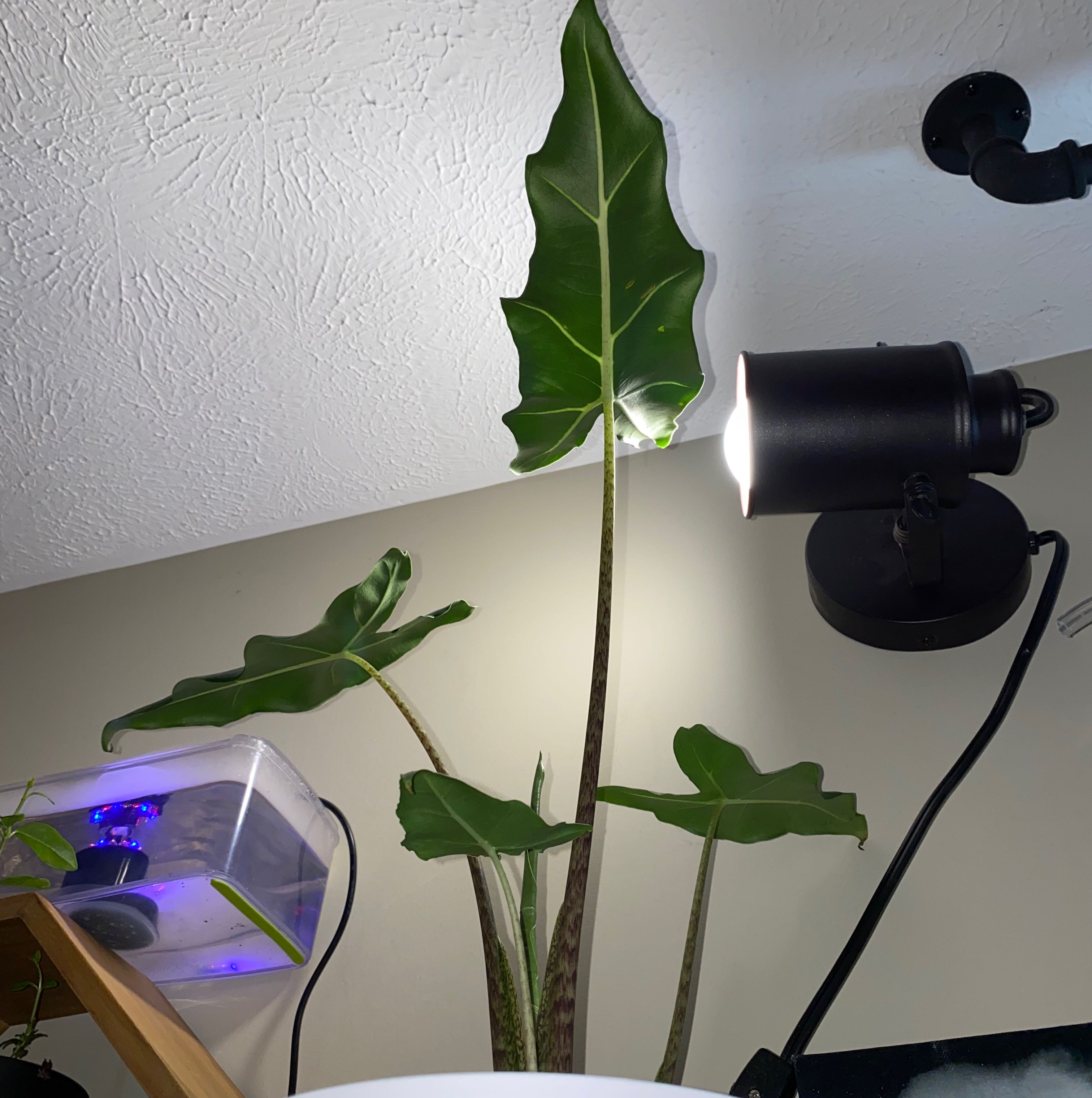 Kris Plant with large, healthy leaves under artificial lighting indoors.