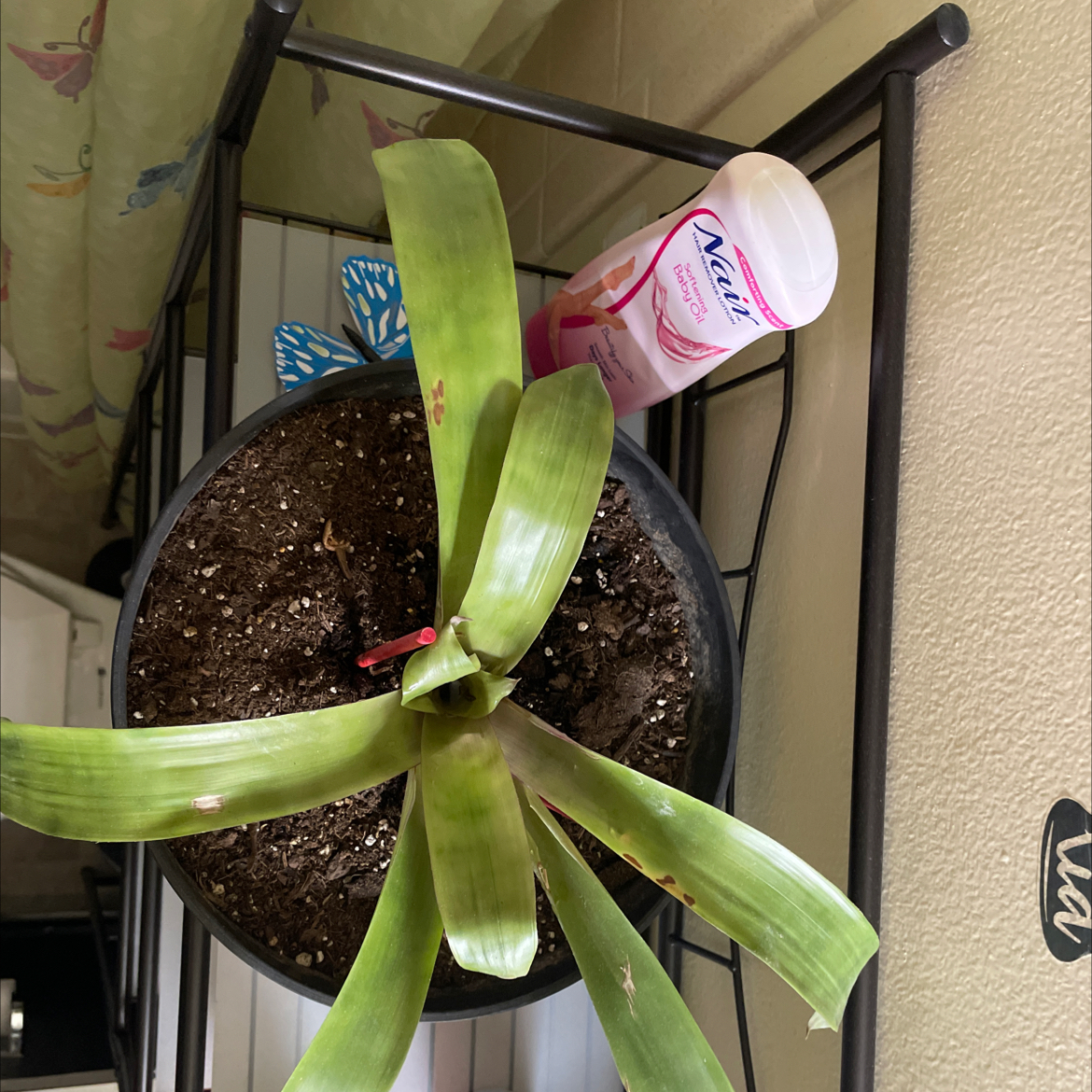 Photo of the plant species Aechmea fasciata 'Primera' by @GodlyCamellia named Your plant on Greg, the plant care app