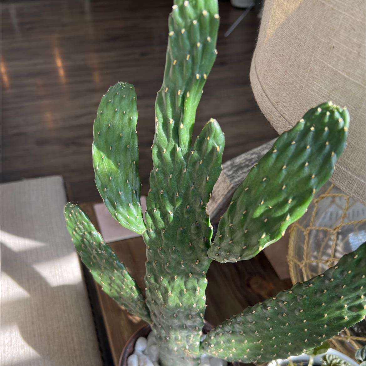 Healthy Woolyjoint Prickly Pear cactus with green pads in a well-lit indoor setting.
