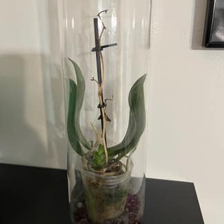 Orchid plant in Racine, Wisconsin