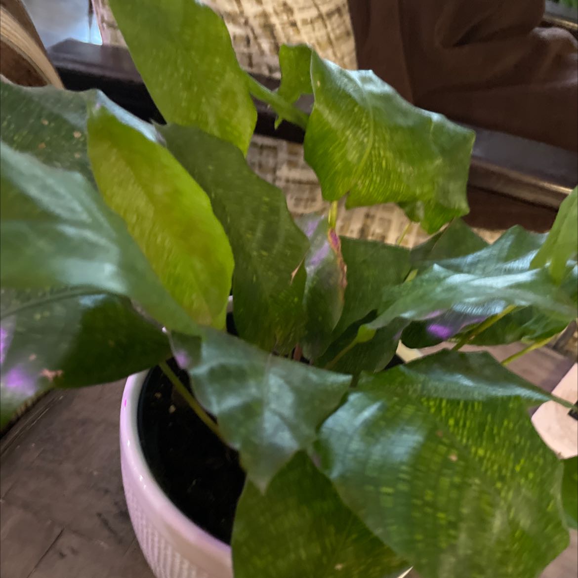 Photo of the plant species Calathea Network 'PP0005' by @LucidKiekie named Your plant on Greg, the plant care app