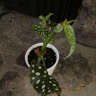 Polka Dot Begonia plant in Little Rock, Arkansas