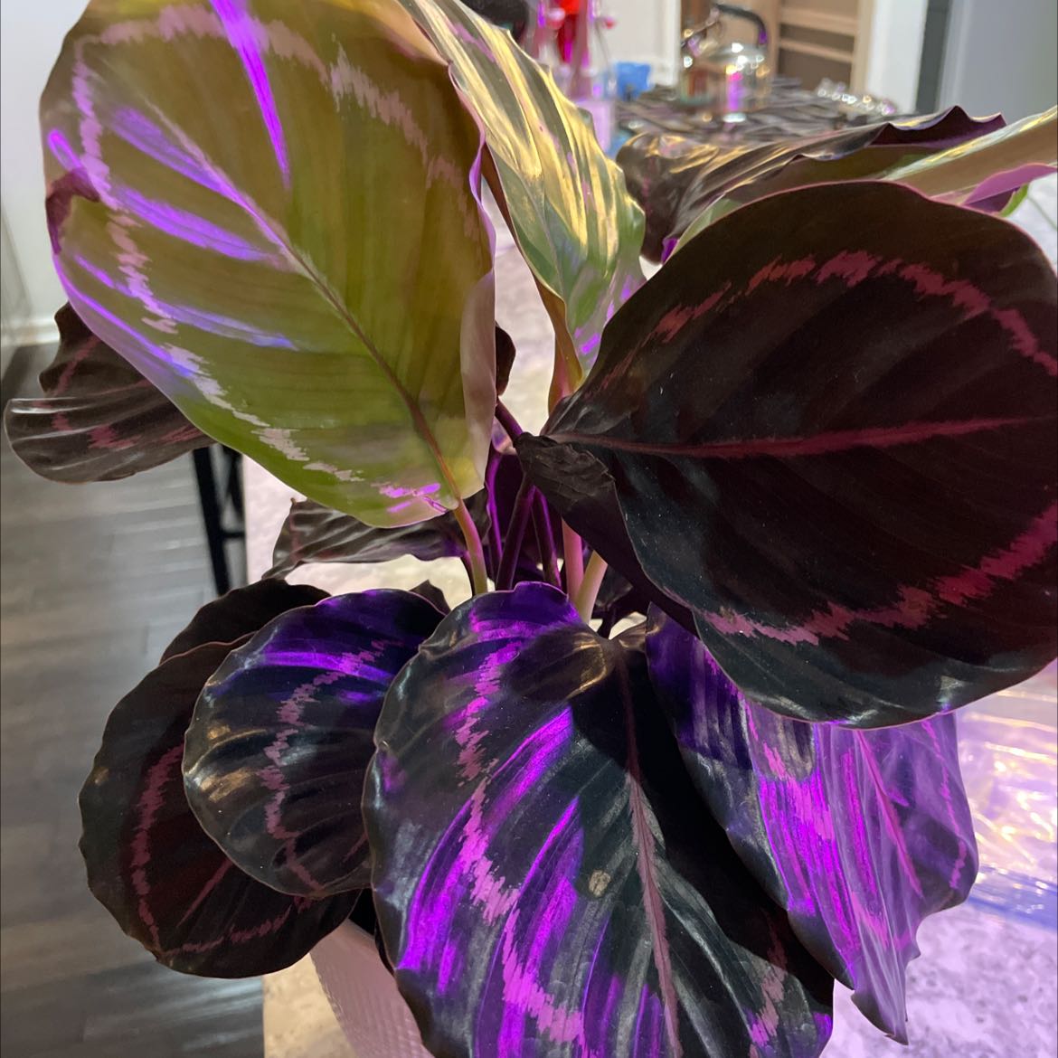 Prayer Plant Dottie with vibrant, dark leaves featuring pinkish-purple patterns.
