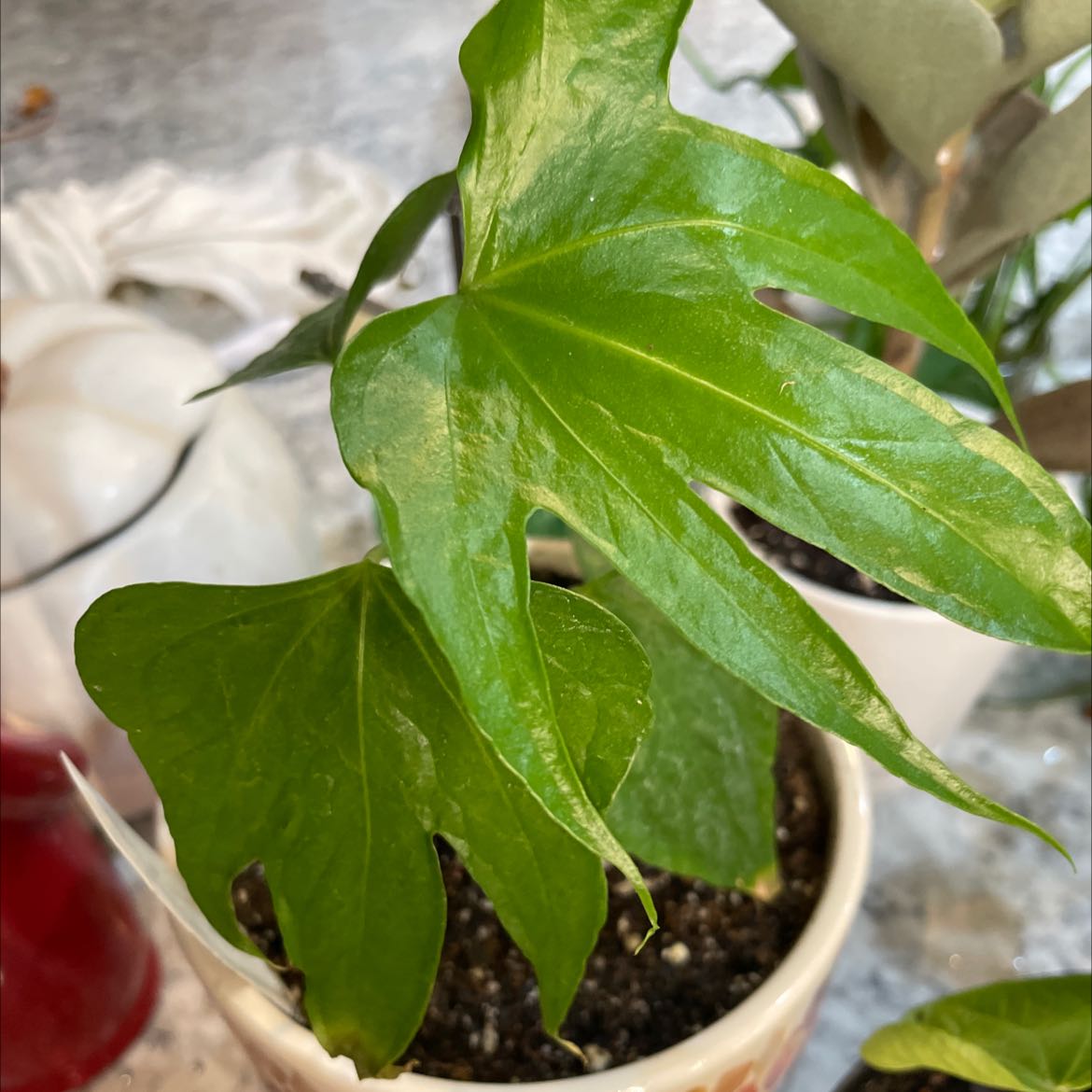 Healthy Anthurium Fingers plant with vibrant green leaves in a pot.