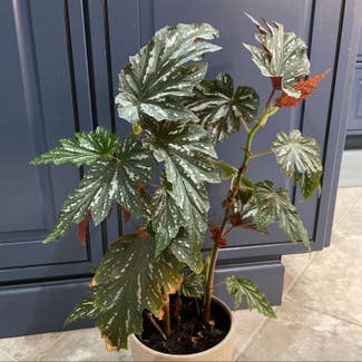 Begonia 'Sophie Cecile' plant in Little Rock, Arkansas