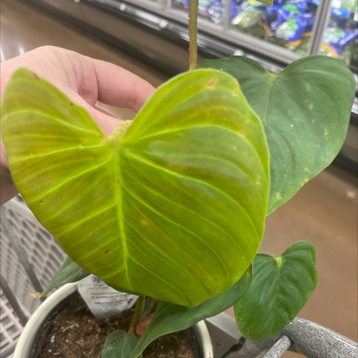 Photo of the plant species Philodendron 'Fuzzy Petiole' by @LucidKiekie named Your plant on Greg, the plant care app