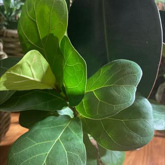 Fiddle Leaf Fig plant in Bridgeton, Missouri