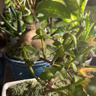 Jade plant in Bridgeton, Missouri