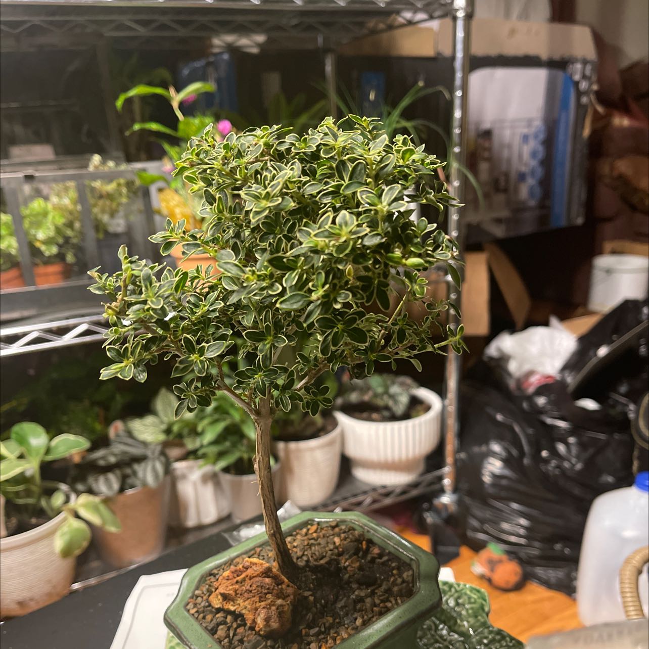 A healthy Snowrose plant in a pot with variegated foliage, surrounded by other plants and household items.