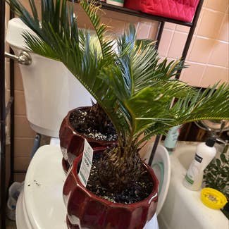 Sago Palm plant in Bridgeton, Missouri