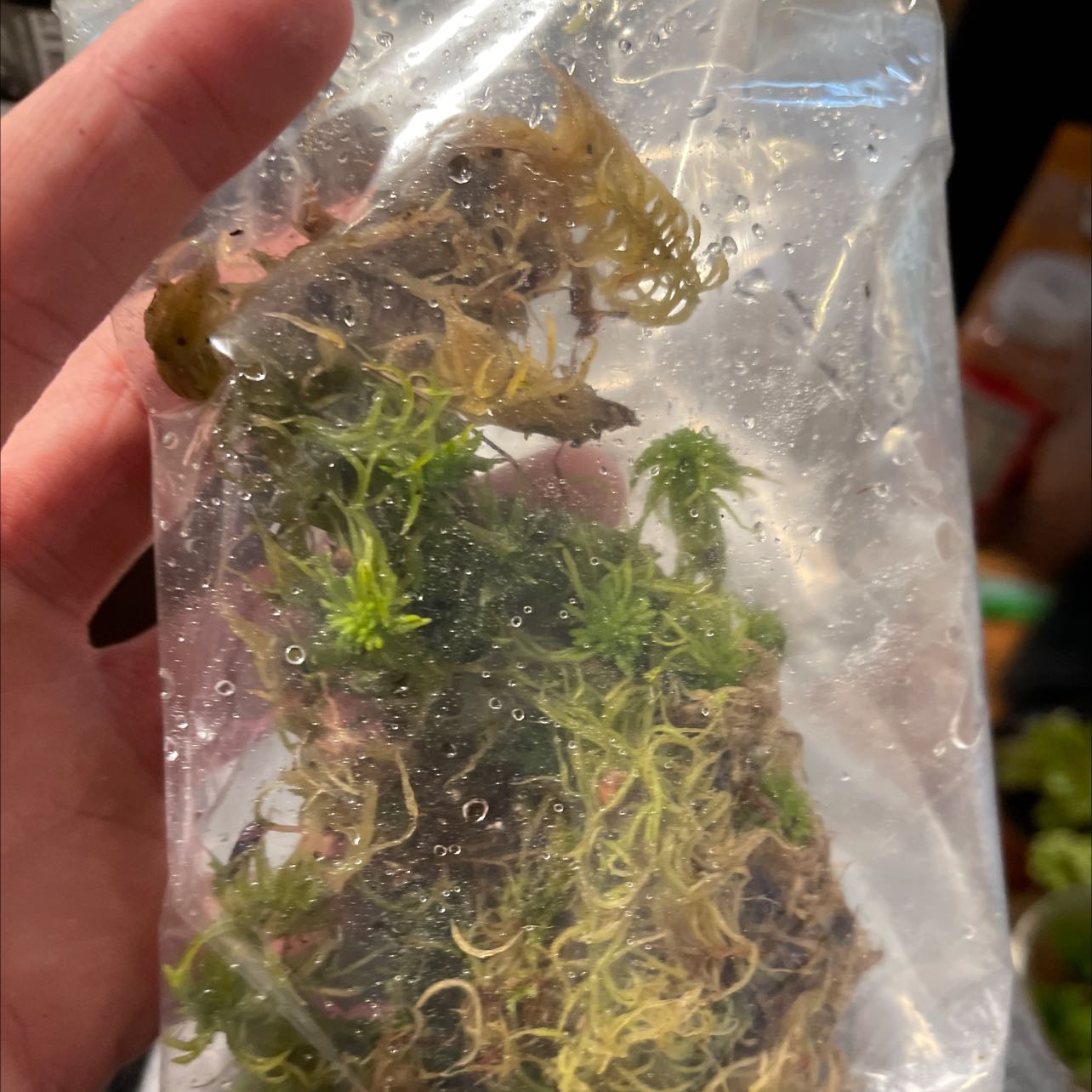 Plant care for Sea Lettuce on Greg, the plant care app