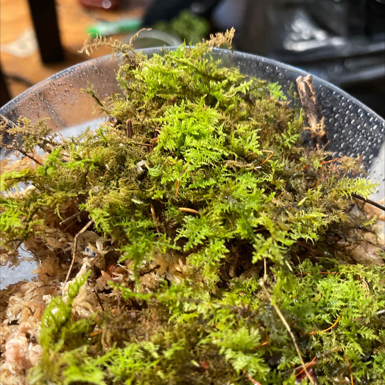 Plant care for Anomodon Abbreviatus on Greg, the plant care app