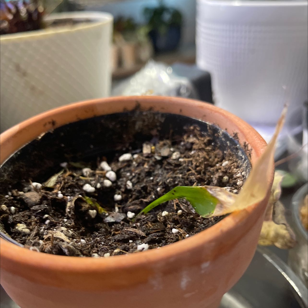 Photo of the plant species Bamboo baby panda by @JocundCarrot named Baby bamboo on Greg, the plant care app