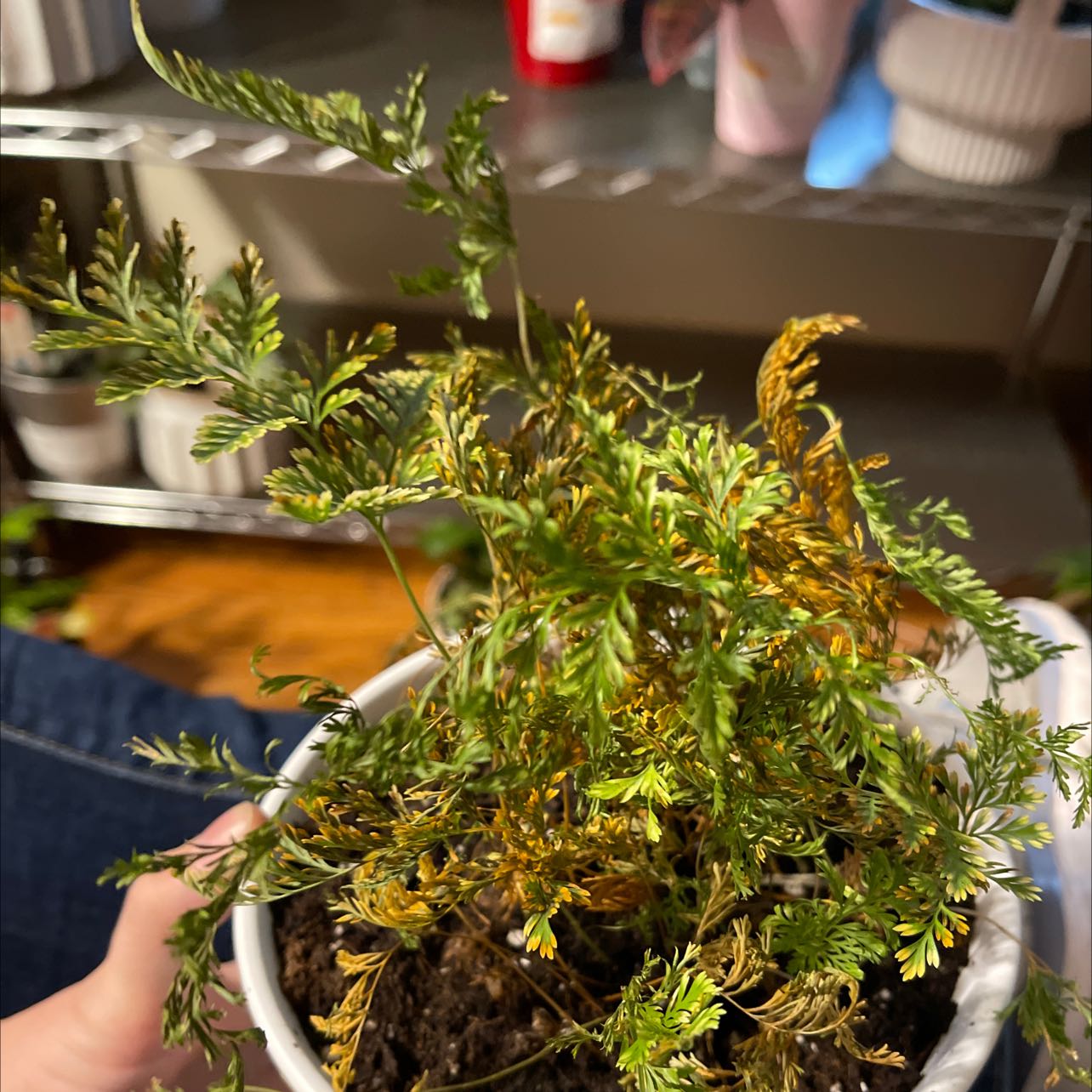 Photo of the plant species Fern by @JocundCarrot named Your plant on Greg, the plant care app