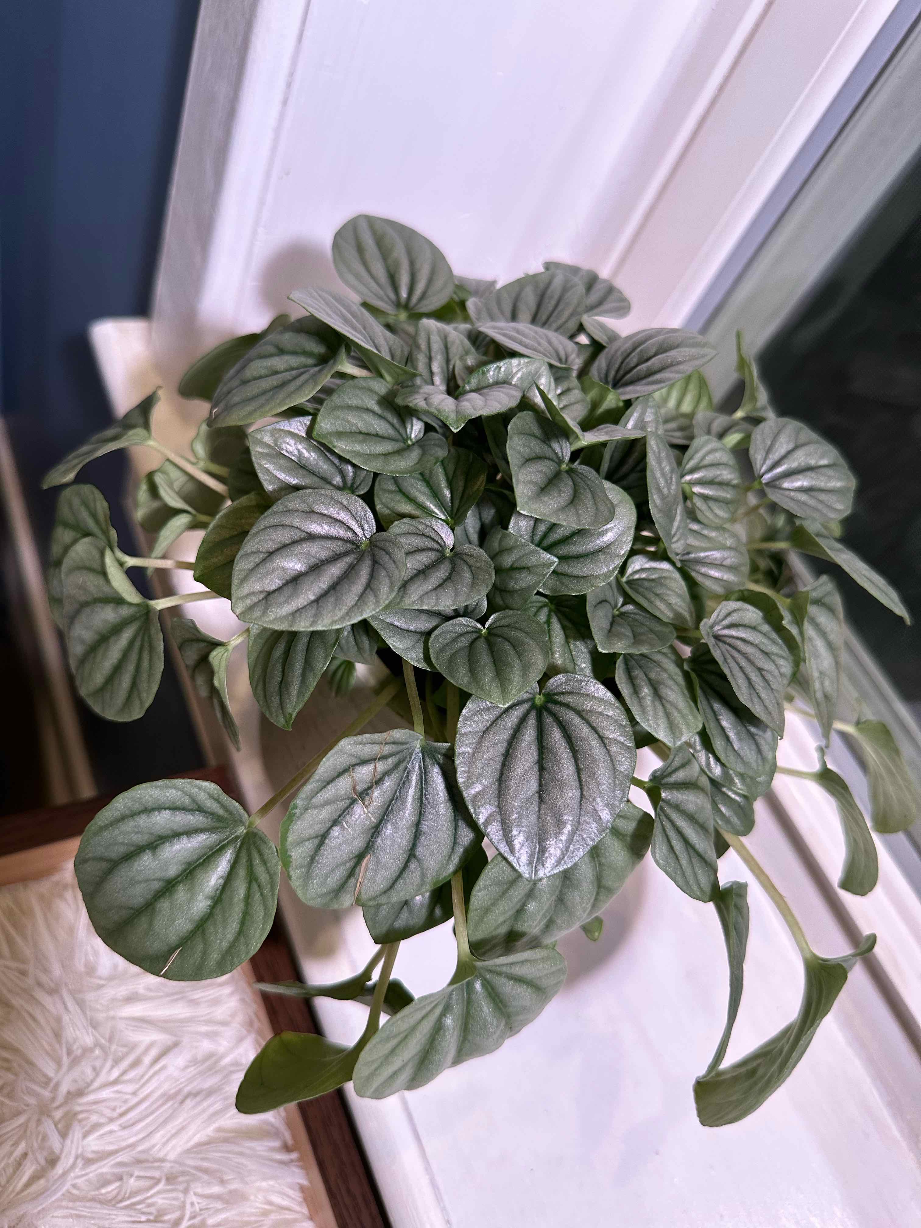 Healthy Silver Frost Peperomia plant with vibrant, silver-green leaves.
