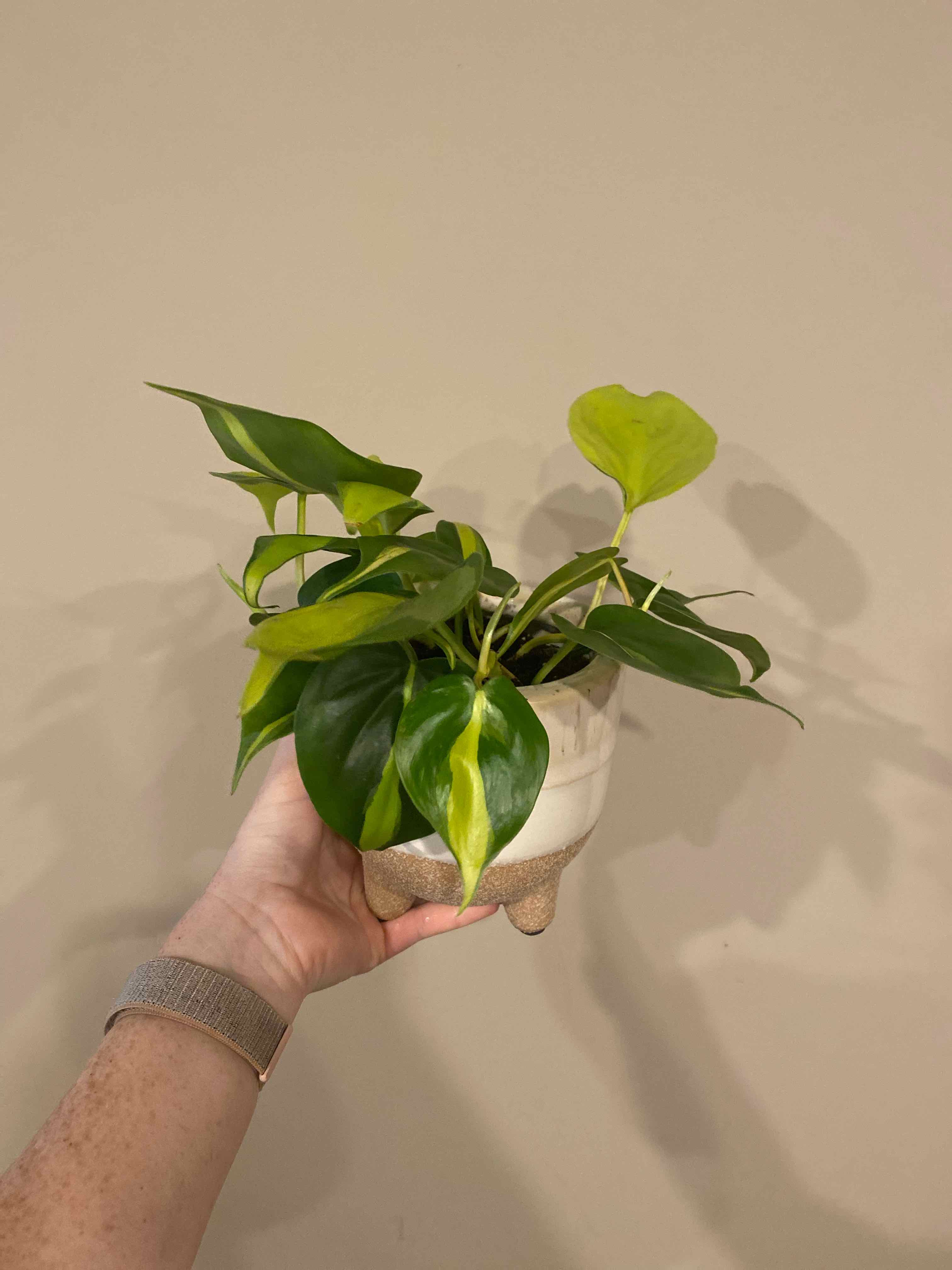 Philodendron Brasil plant held by a hand, showing healthy green leaves with variegation.