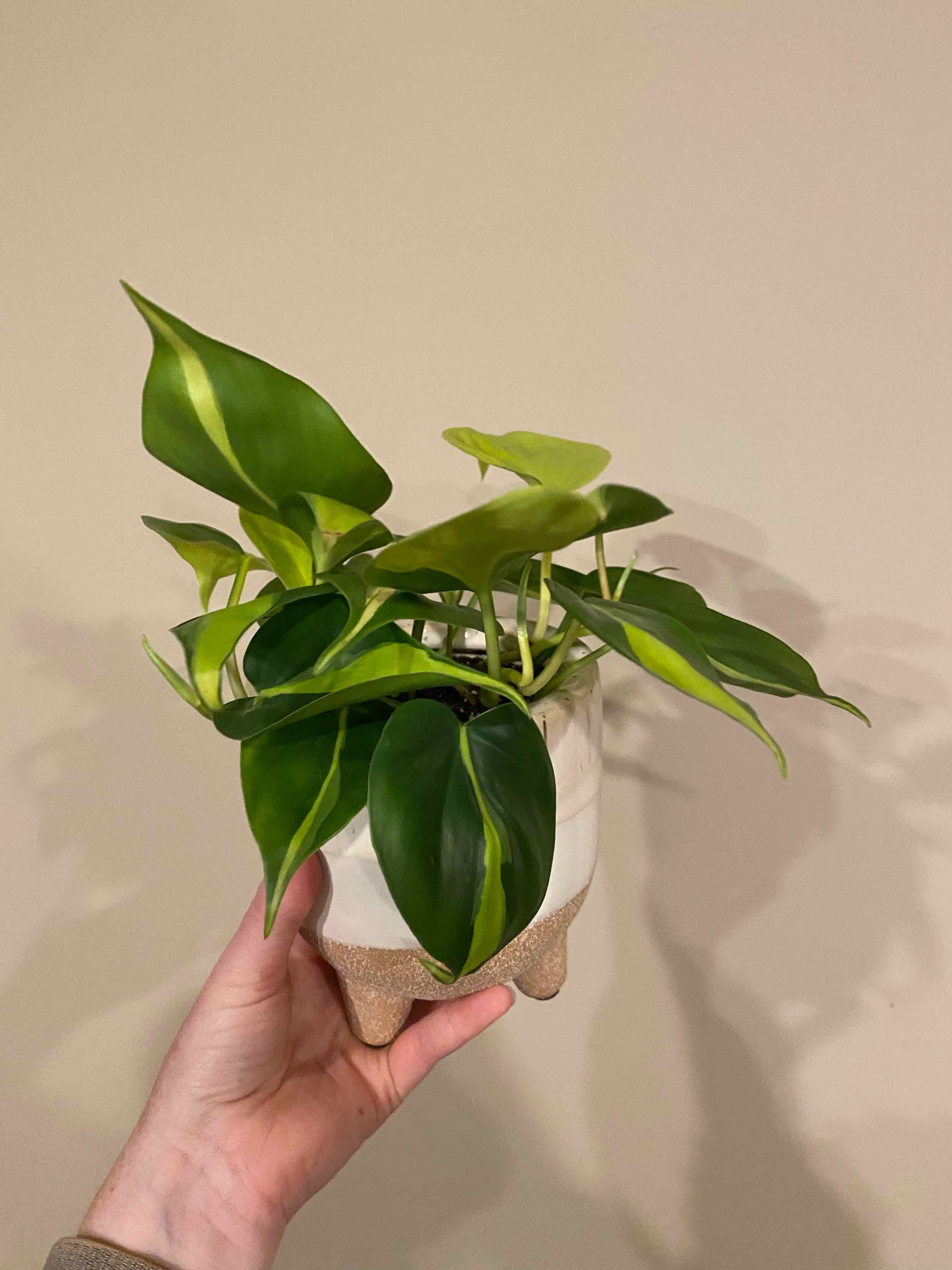 Philodendron Brasil plant in a small pot, held by a hand, with vibrant green leaves and yellow variegation.